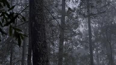 树木森林雾天拍摄实拍视频的预览图